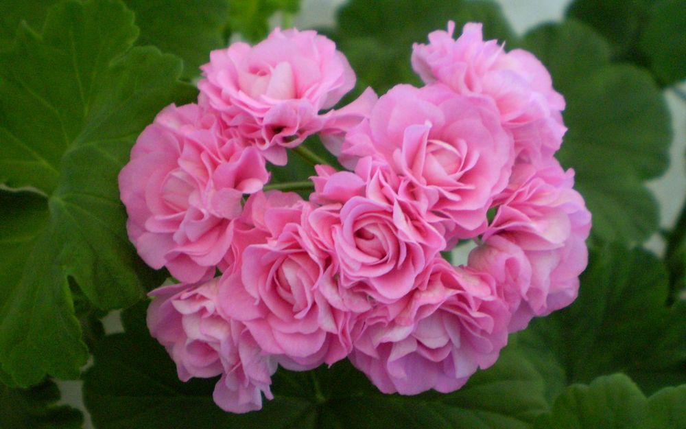 Пеларгонии сортовые свежим срезом