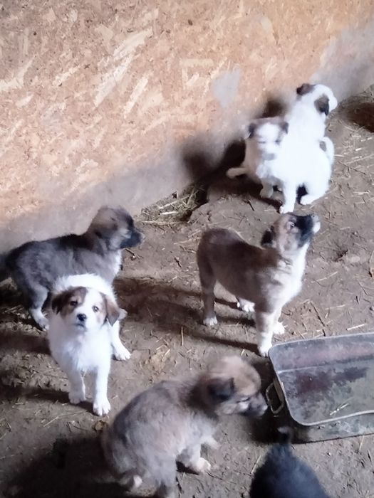 Donez căței fete și băieți