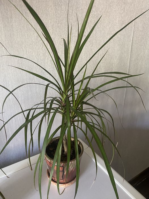 Цветы комнатные  разные ухоженные