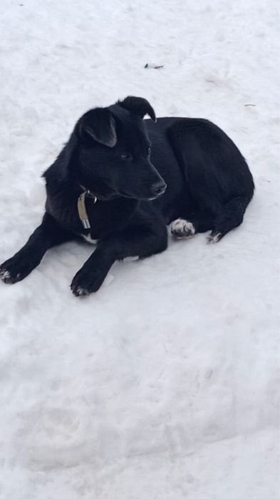 Отдам щенков в добрые руки