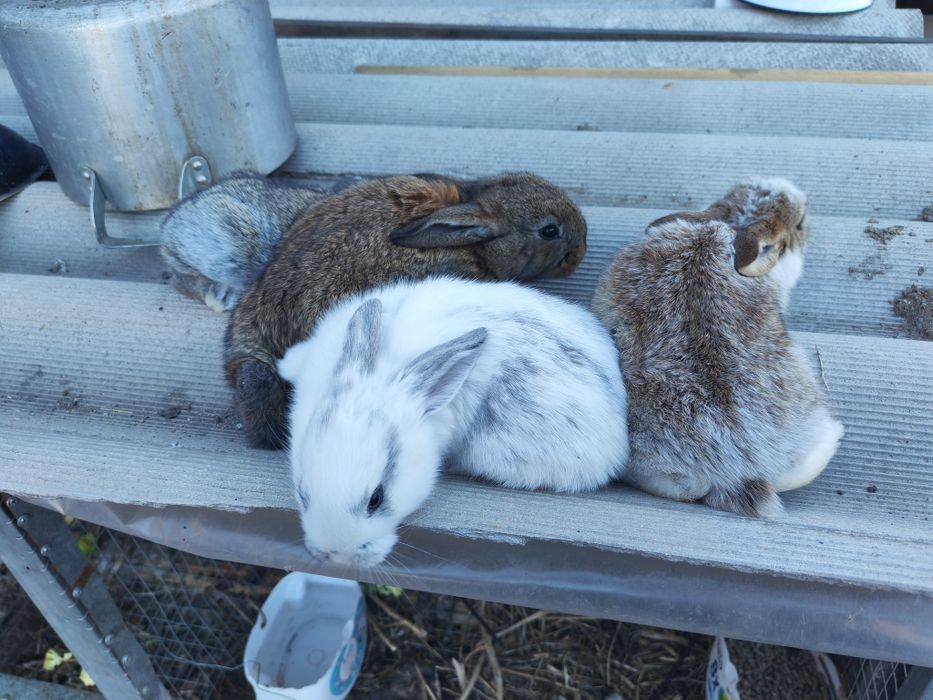 Продам Крольчат всего по 5000тг