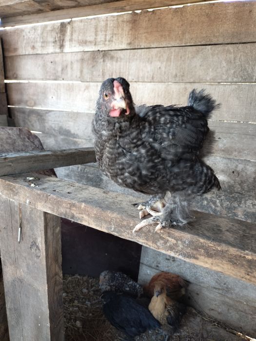 Цыплята,кохинхин/родонит