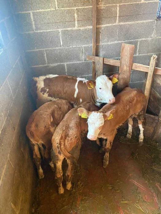 Animale domestice 4 vitei