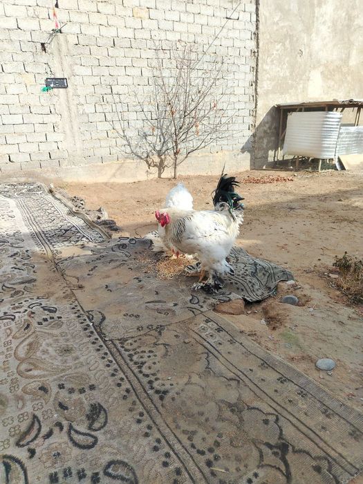 Tovuq va xoʻroz bruller