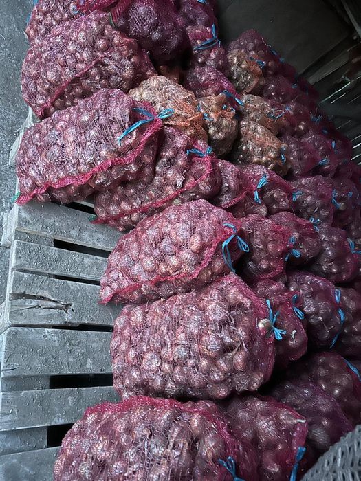 Ceapă albă de vânzare