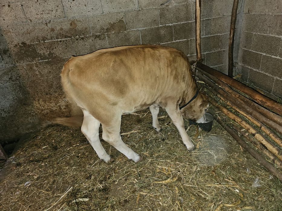 Vând vițică bălțată românească