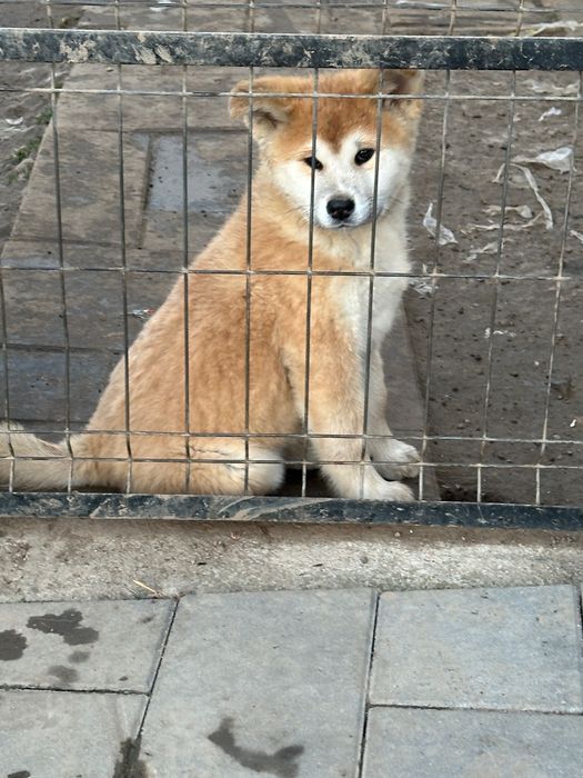 Puiuți Akita inu japonez