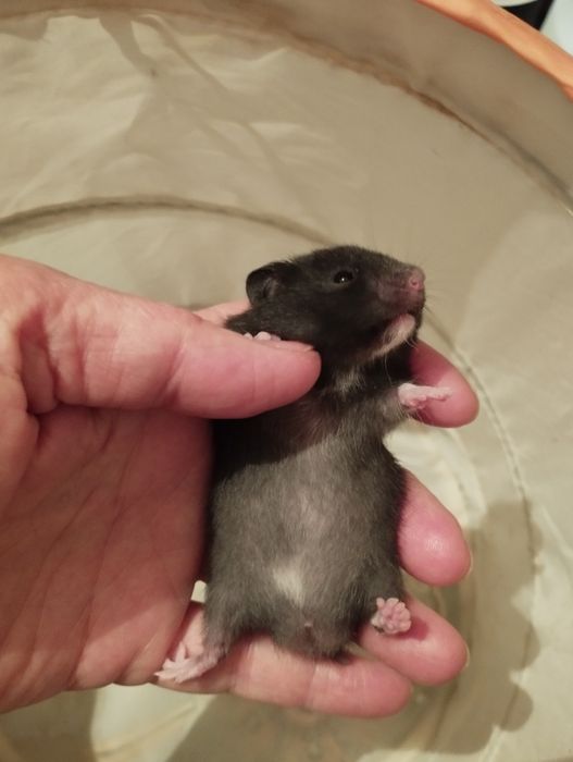 Домики,поилки,контейнеры для хомячков