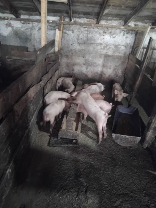 Малки прасенца за угояване.