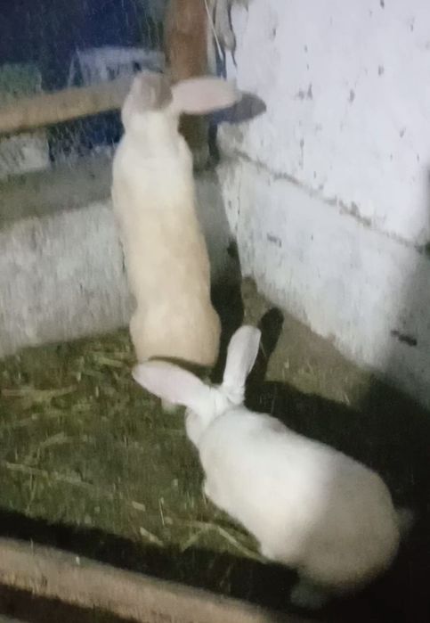 Қояндар сатылады,индауткалар