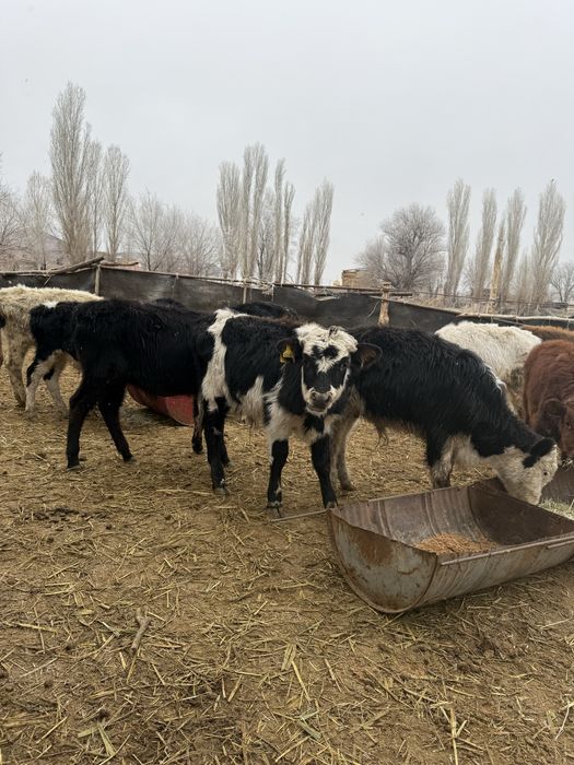 Бычки подсос бұқа бұзау