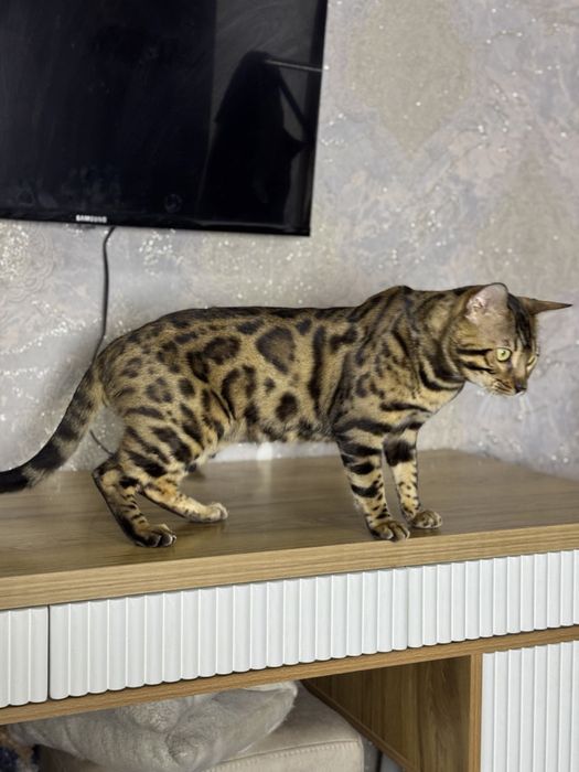 Вязкага соглом тоза бенгал 2 йош