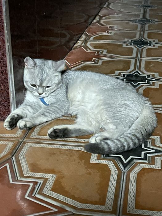 Британская серебристая шиншилла вязка