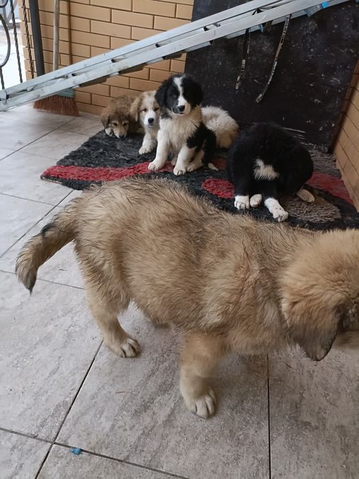 Щенки Төбета волкодавы