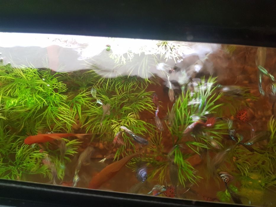 Guppy de vanzare