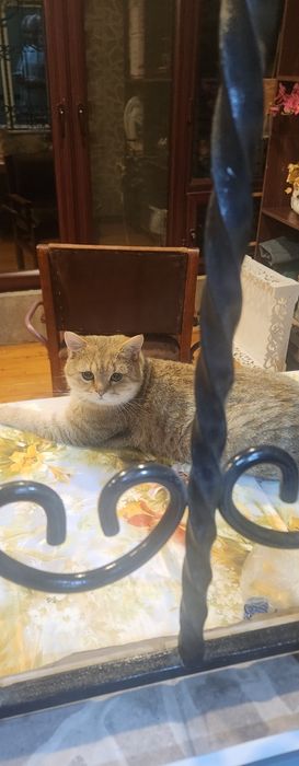 Кот для вязки породистый золотистая шиншилла шотландская