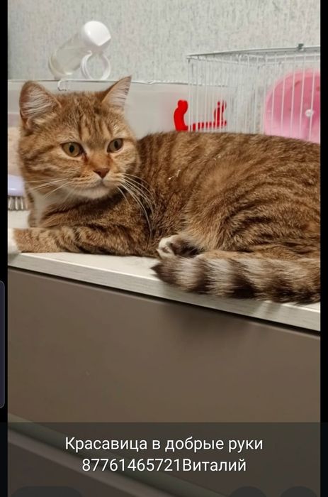 Кошечка стерилизованная в добрые руки