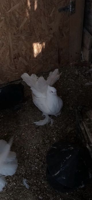 Porumbei de ornament