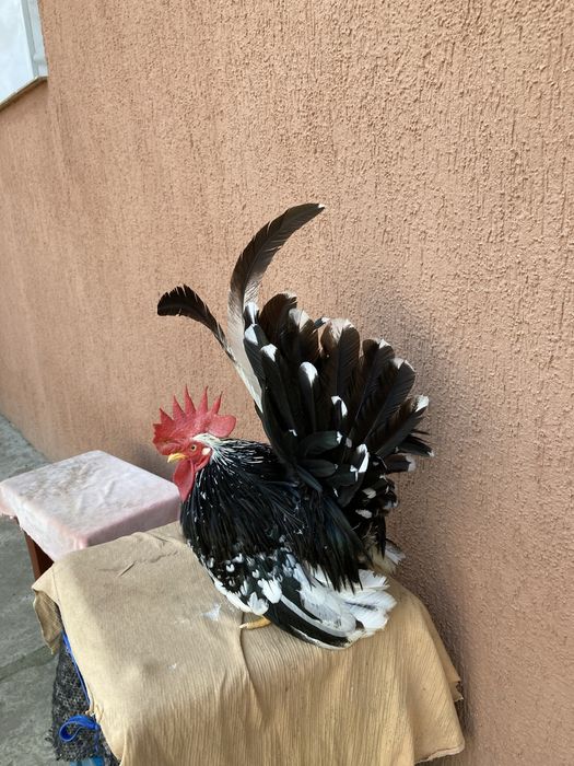 Piese rare pt curte de vânzare !