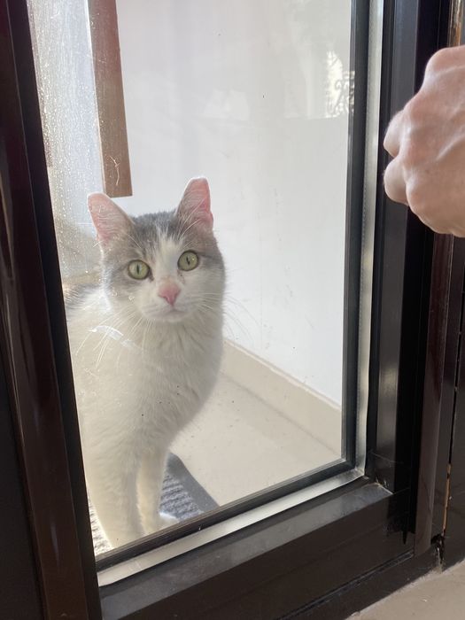 Отдаем кота