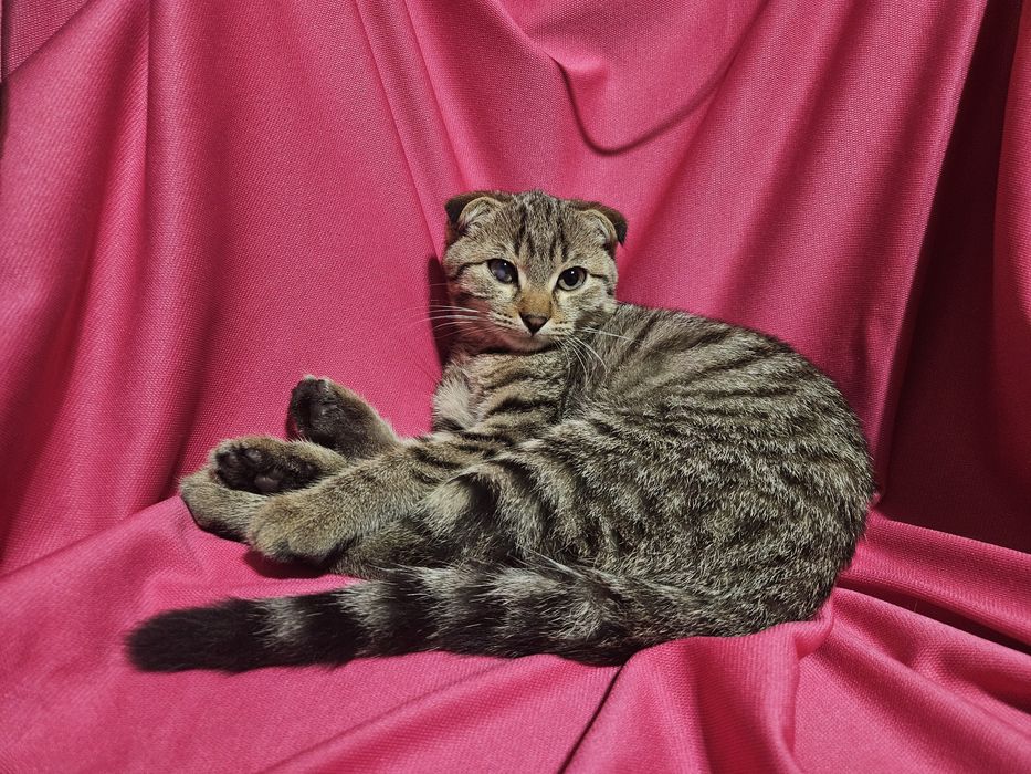 Котёнок вислоухий. СРОЧНО!!!