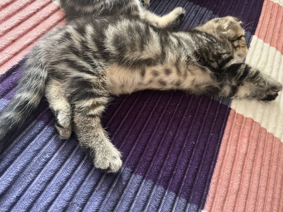 Скоттиш Фолд котёнок