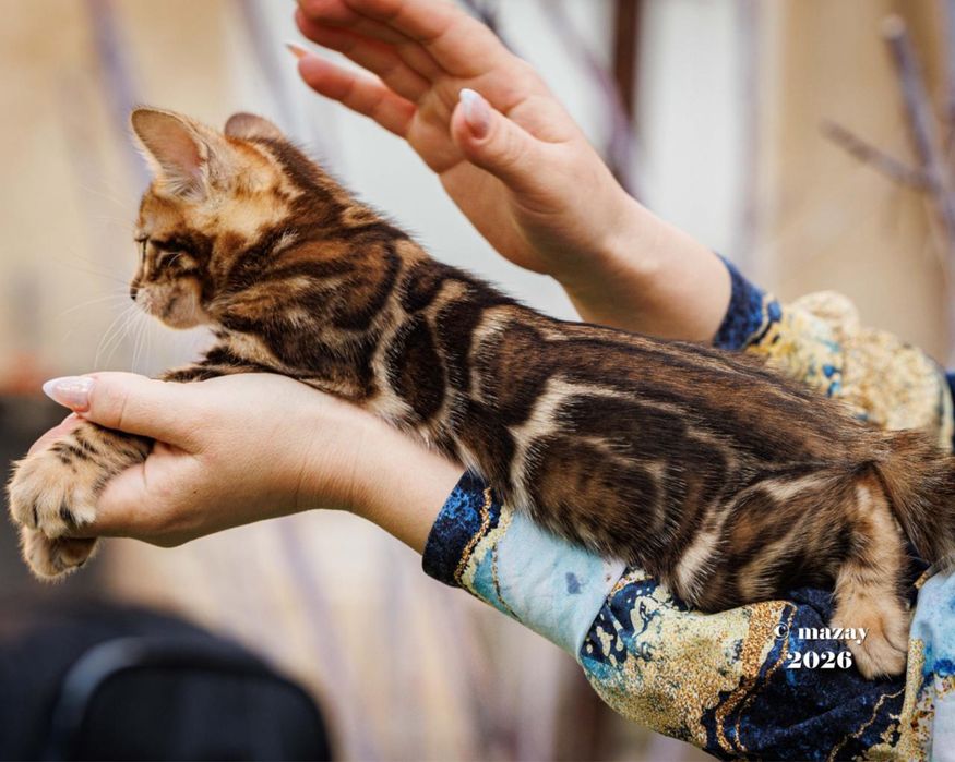 Бенгальские котята