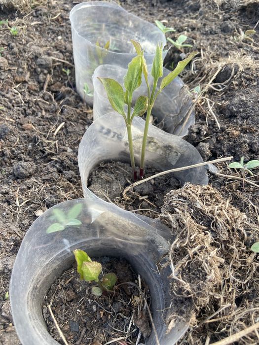 Клематис белое облоко  1500