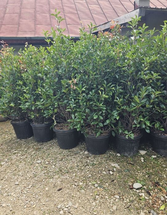 Leylandii 2.3m - 2.5m/ calitate extra/ super oferta!