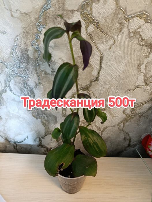 Комнатные растения кжби