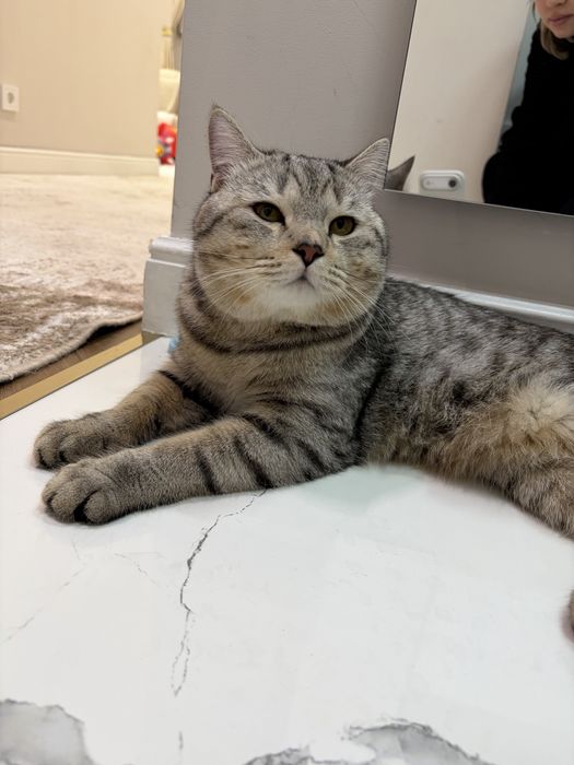 Отдас кота в хорошие руки  БЕСПЛАТНО