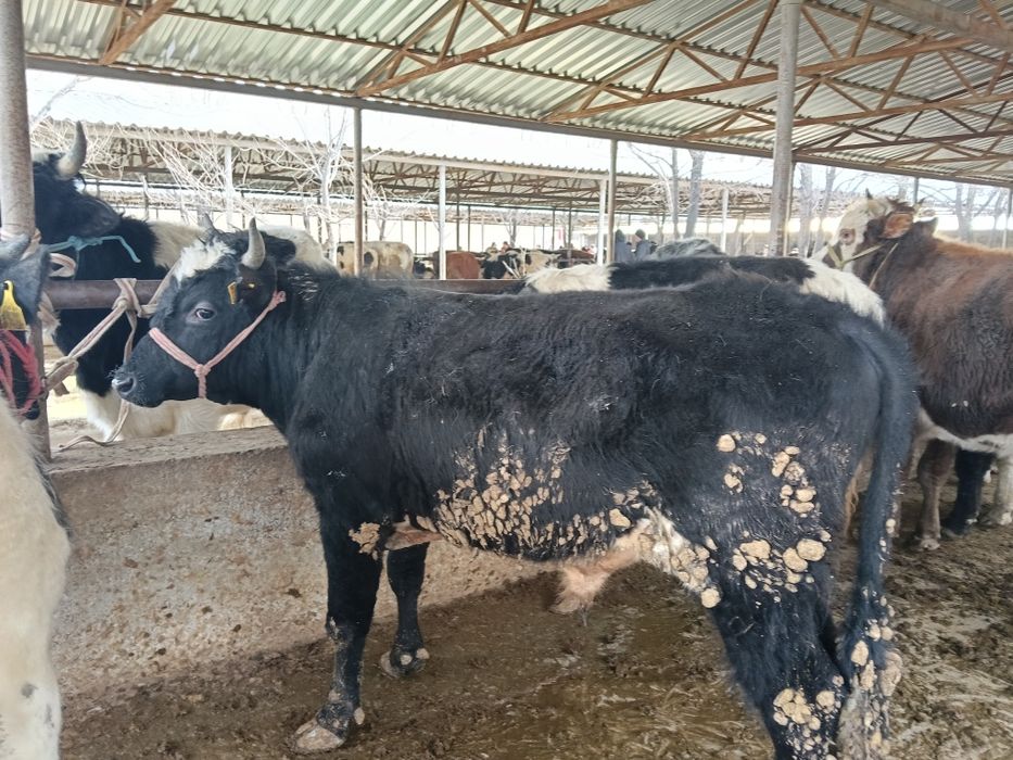 Бычки больше года