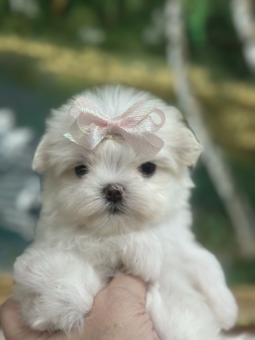 Кукольная малышка мальтезе