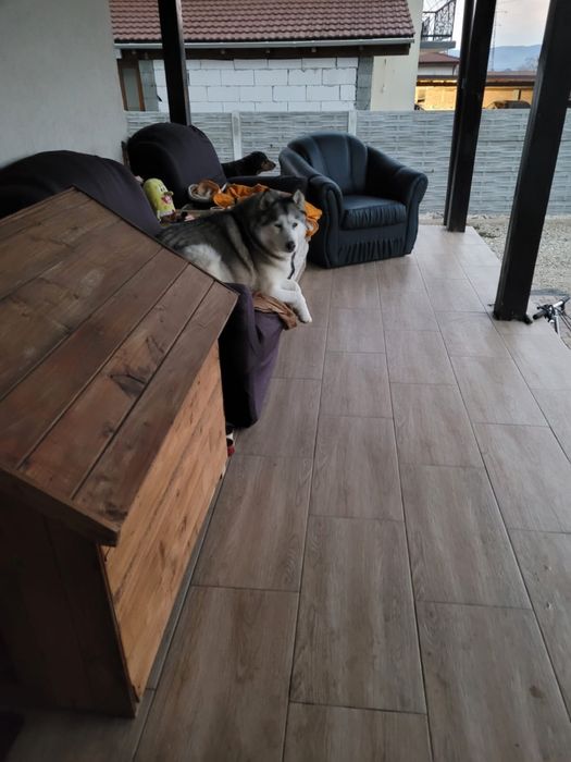 Servicii de plimbat caini de talie mica medie petsitter in Alba Iulia