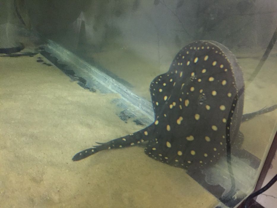 Продам Скатов Леопольди