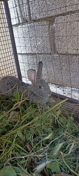 Самец кролик молодой