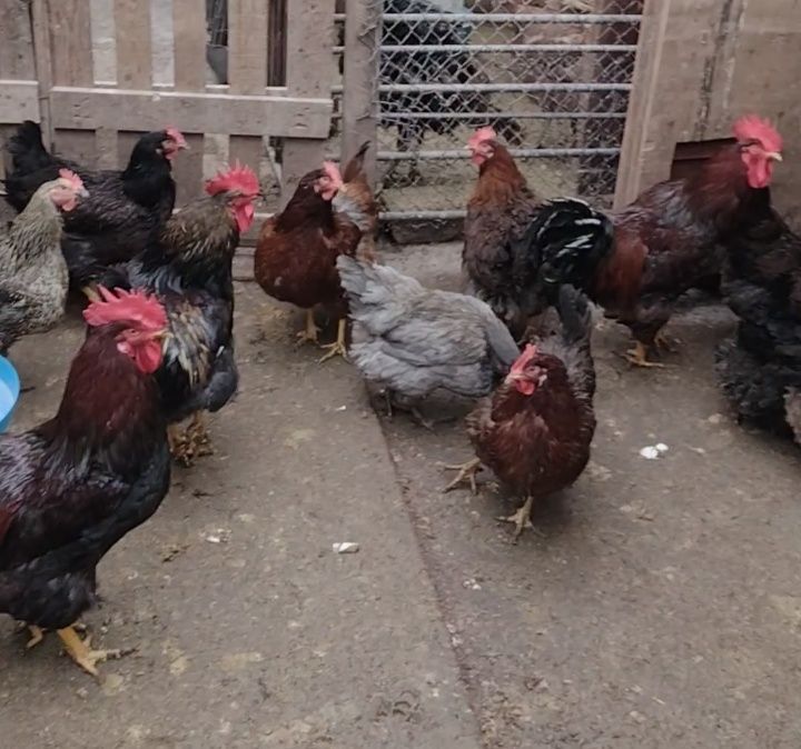 Яйца от Катунски кокошки три цвята