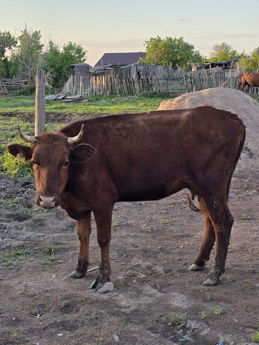 Карова продаётся