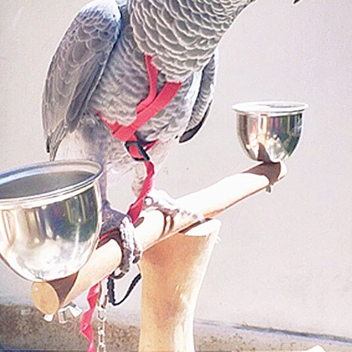 Lesă pentru papagali