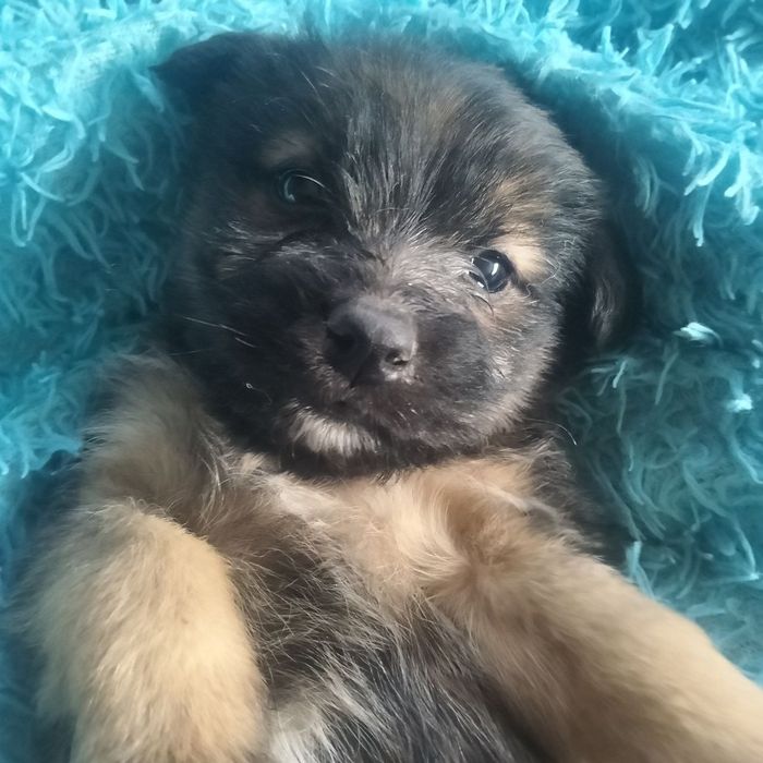 Щенки в добрые руки