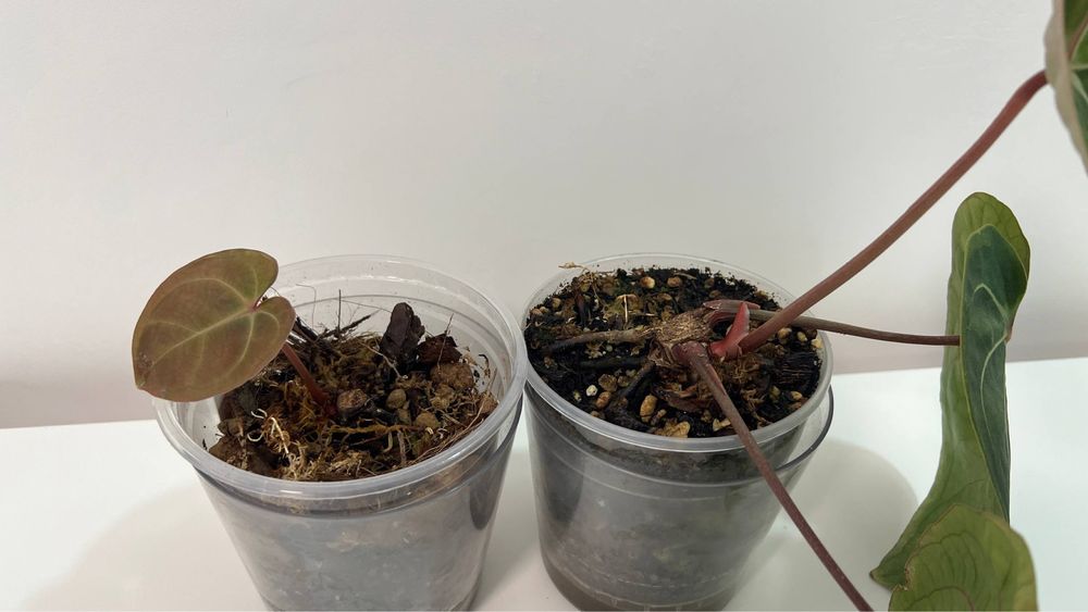 anthurium eureka x besseae aff