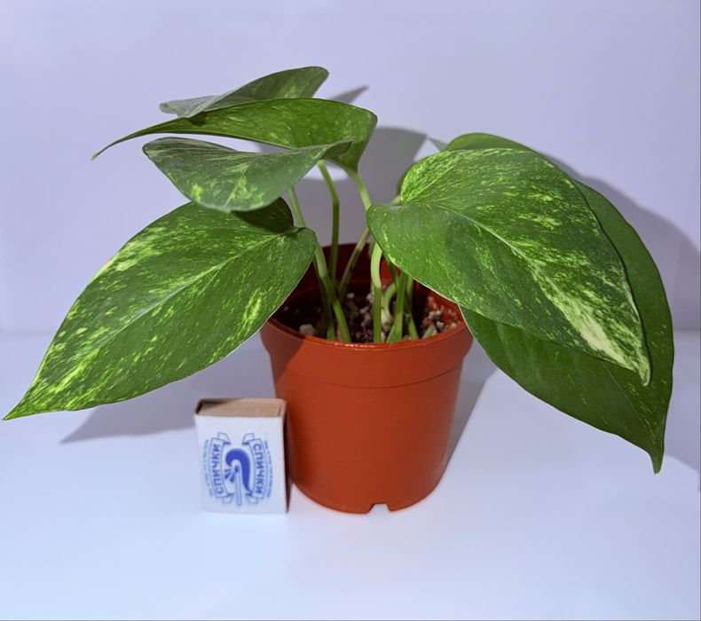 Эпипремнум, комнатные растения, комнатные цветы