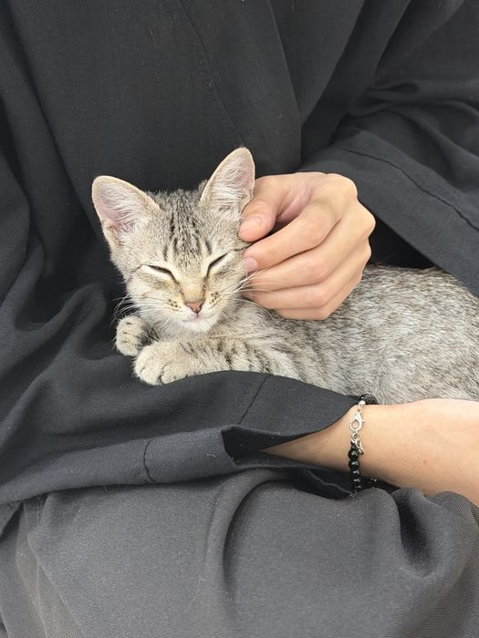 Маленькая кошечка ищет дом