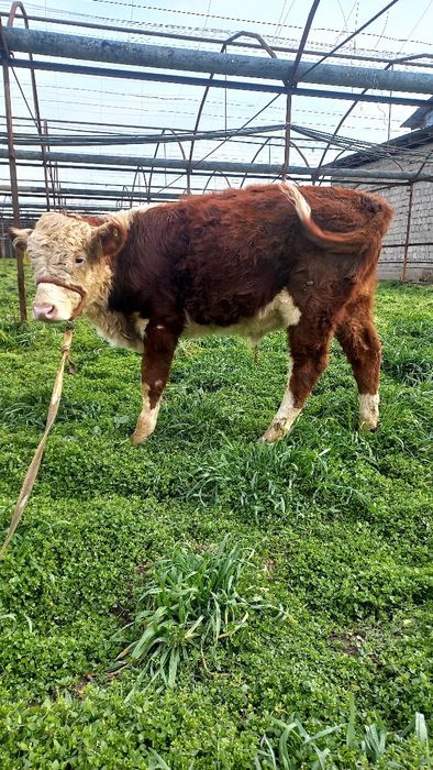 Гренфорд новос бузок