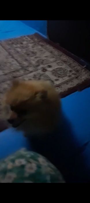 Продам щенка щпиц