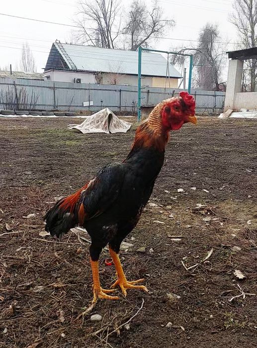 Дакан бойцовский петух.