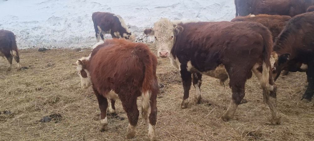 Бык бычок  бұқа ақбас белоголовые