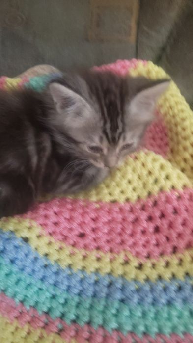 Отдам красивых котят