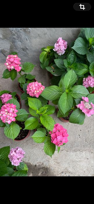 Гортензия кўчатлари 50 минг