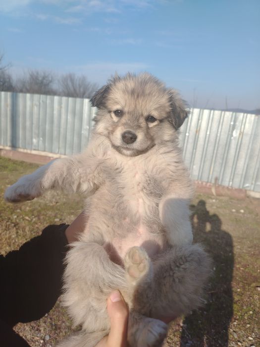 Catelusi spre adopție